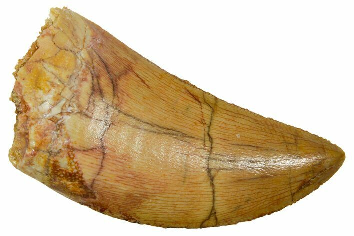 Serrated Carcharodontosaurus Tooth - Real Dinosaur Tooth #311319
